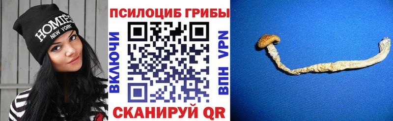 Галлюциногенные грибы Magic Shrooms  как найти   Волгодонск 